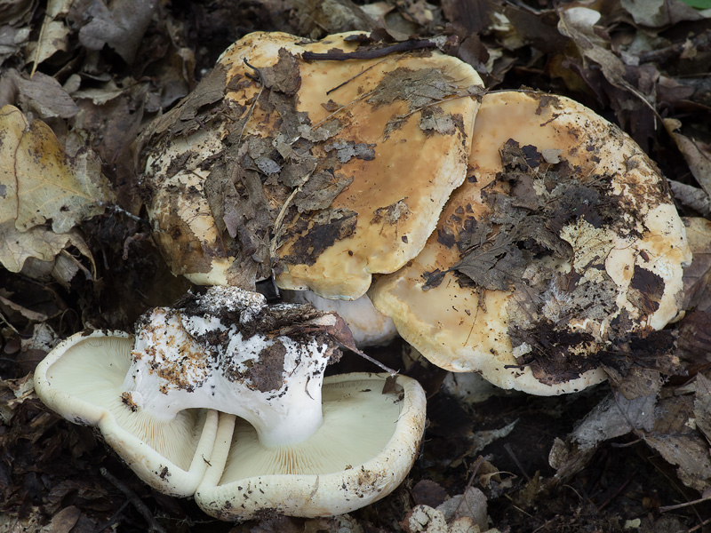 Leucopaxillus compactus